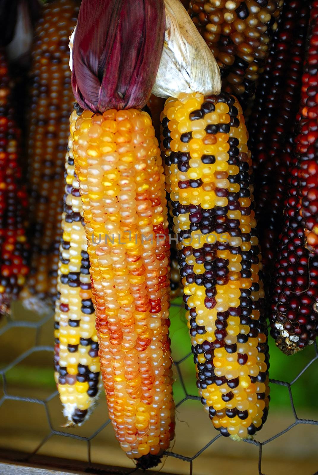 Freshly harvested Indian corn arranged for sale at a local market