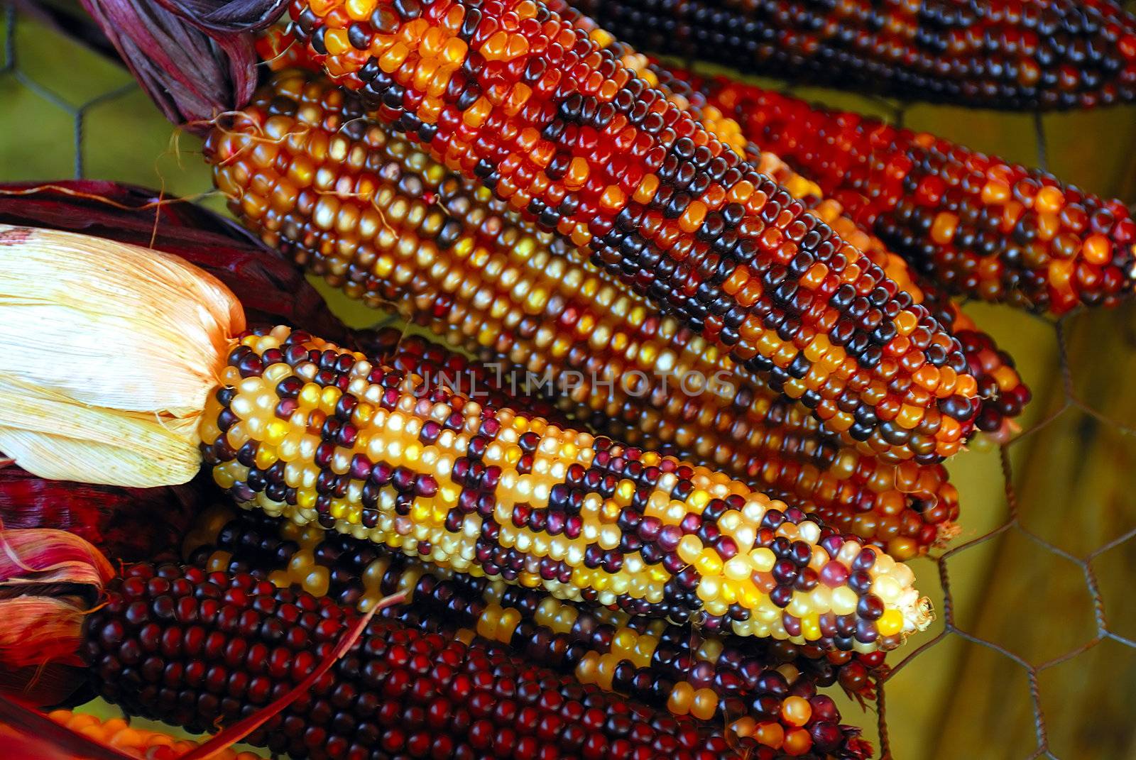 Freshly harvested Indian corn arranged for sale at a local market