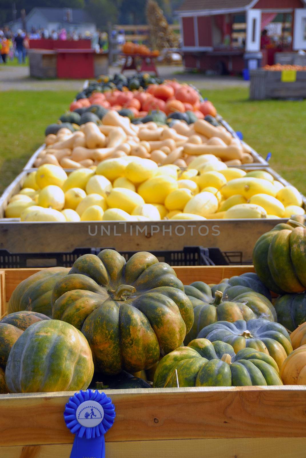 Freshly harvested vegetables and guards ready for sale at a local market