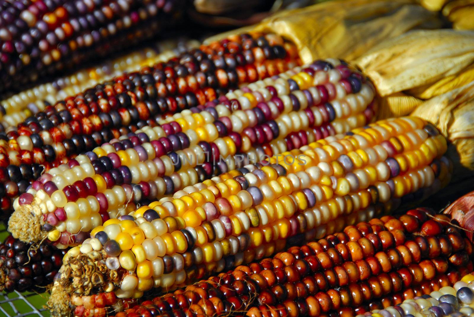 Freshly harvested Indian corn arranged for sale at a local market