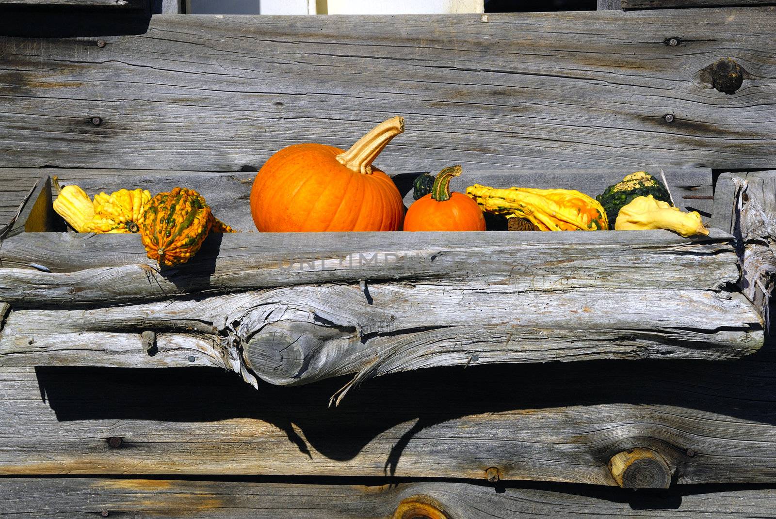 Freshly harvested pumpkins for sale at a local market