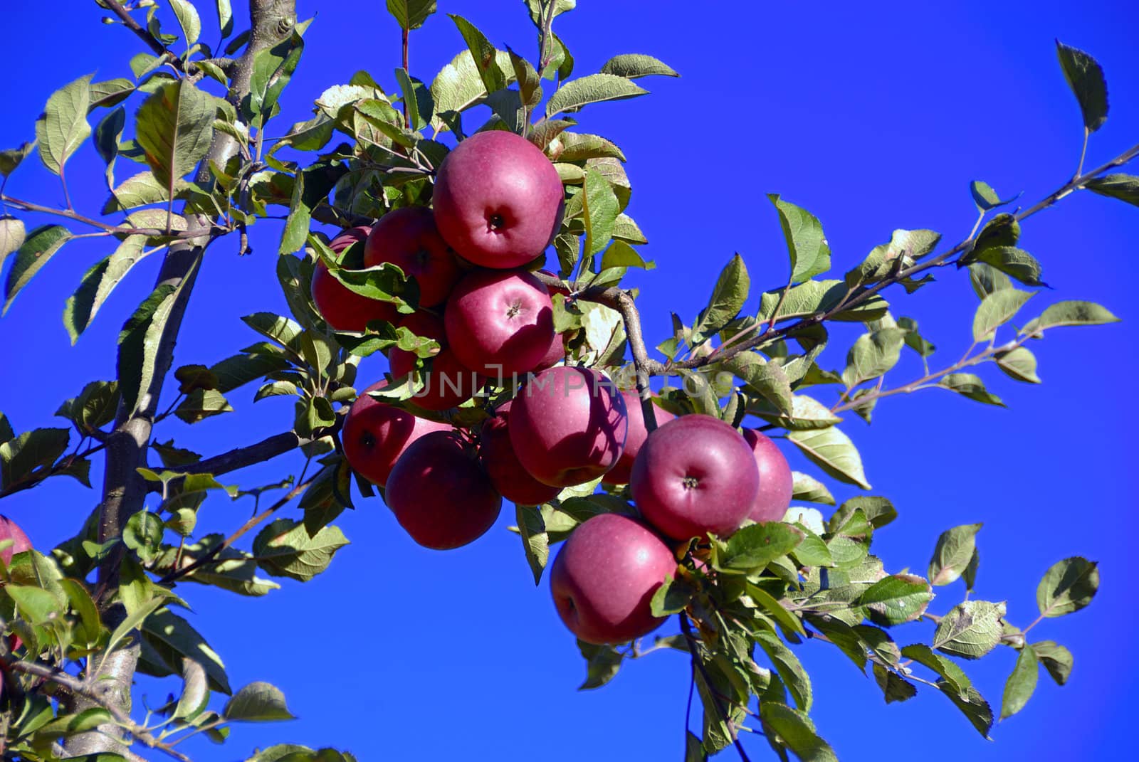 Fresh apples on tree ready to for harvest