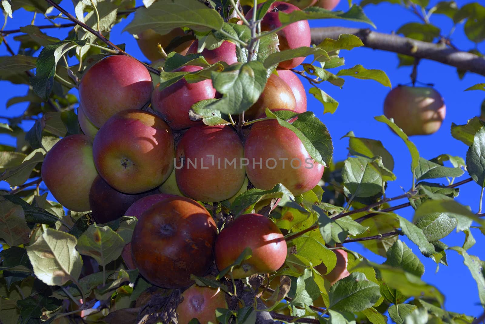 Apples by pazham