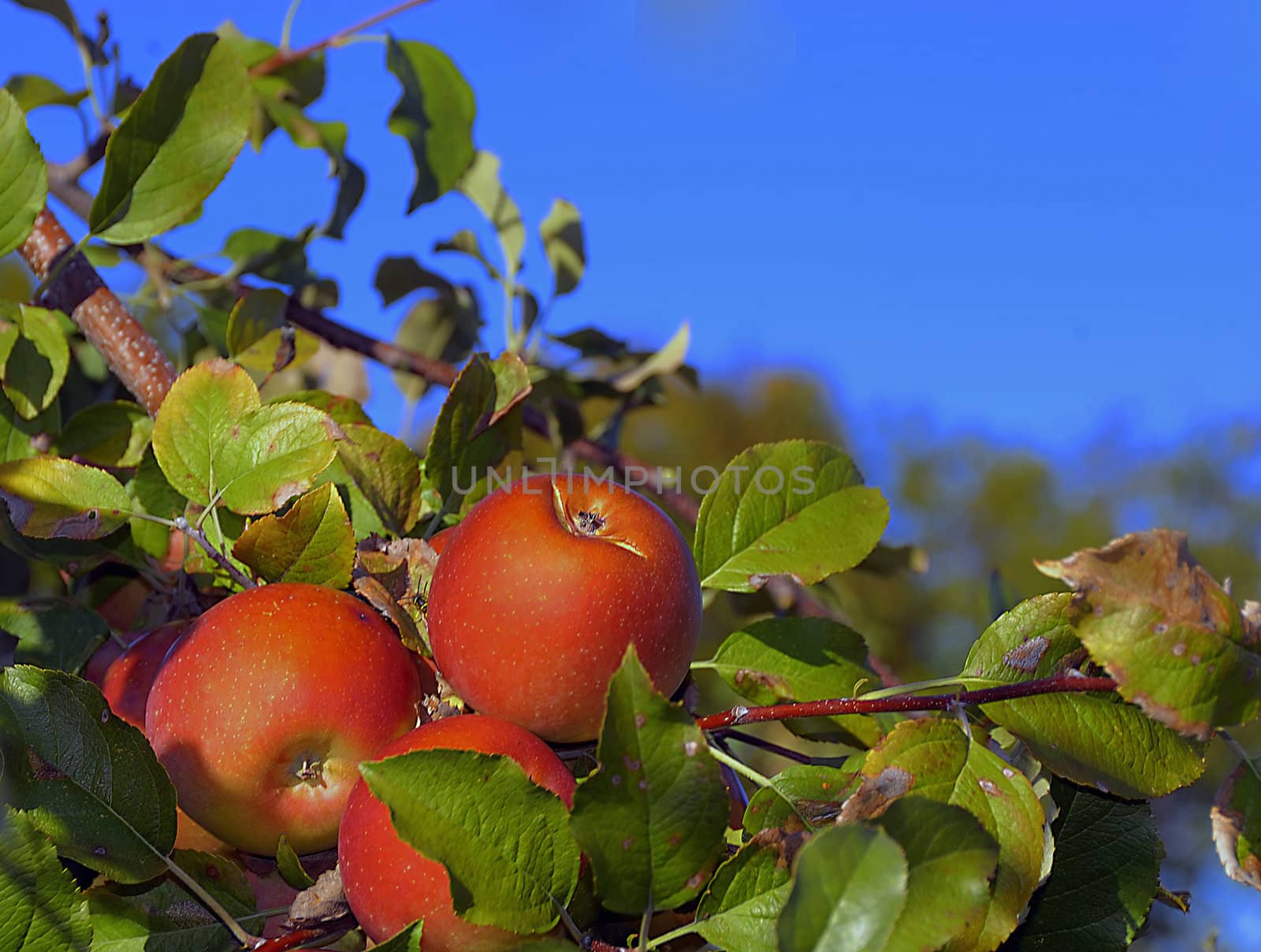 Apples by pazham