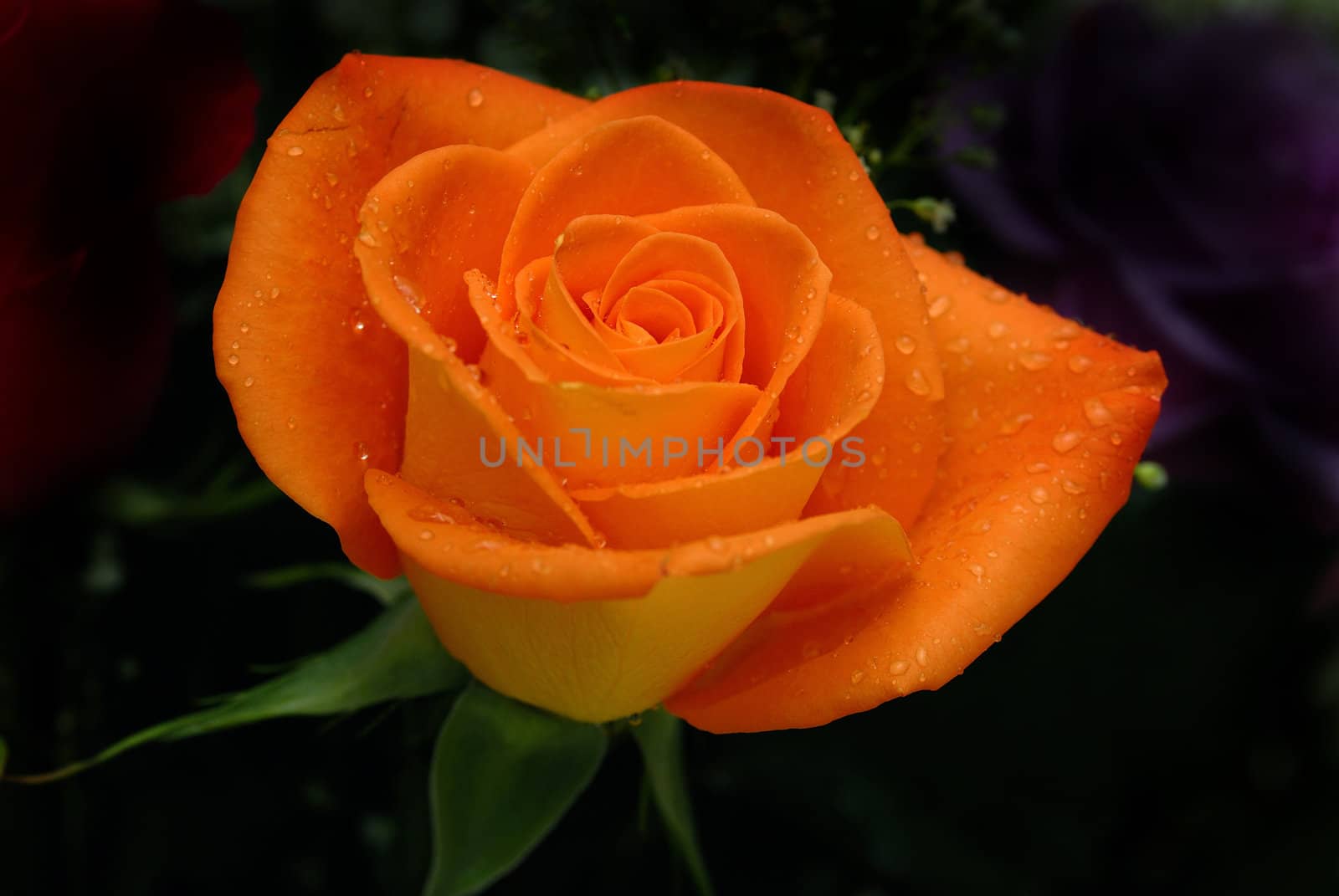 Orange Rose isolated on a black background