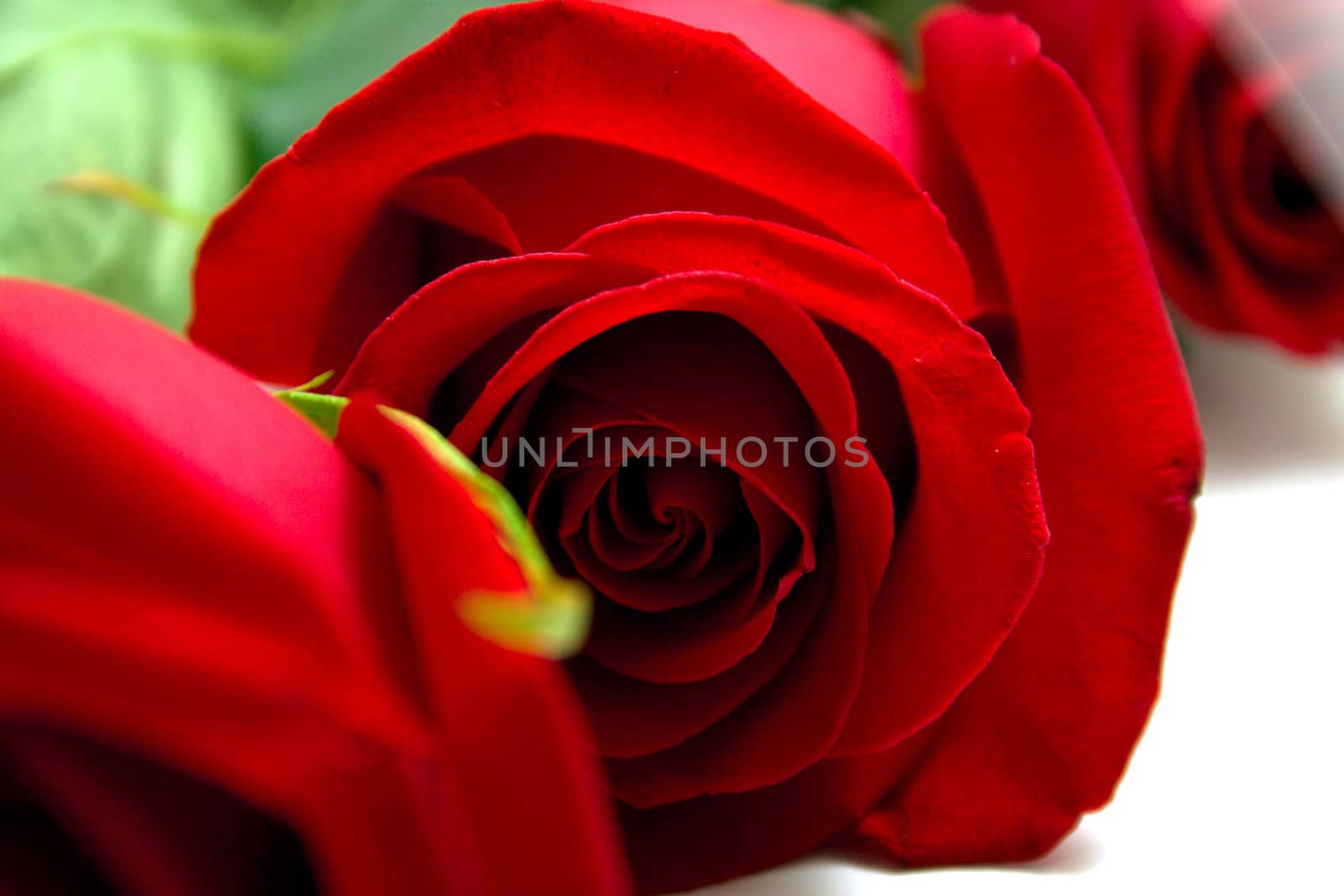 Red roses with green leaves. Macro