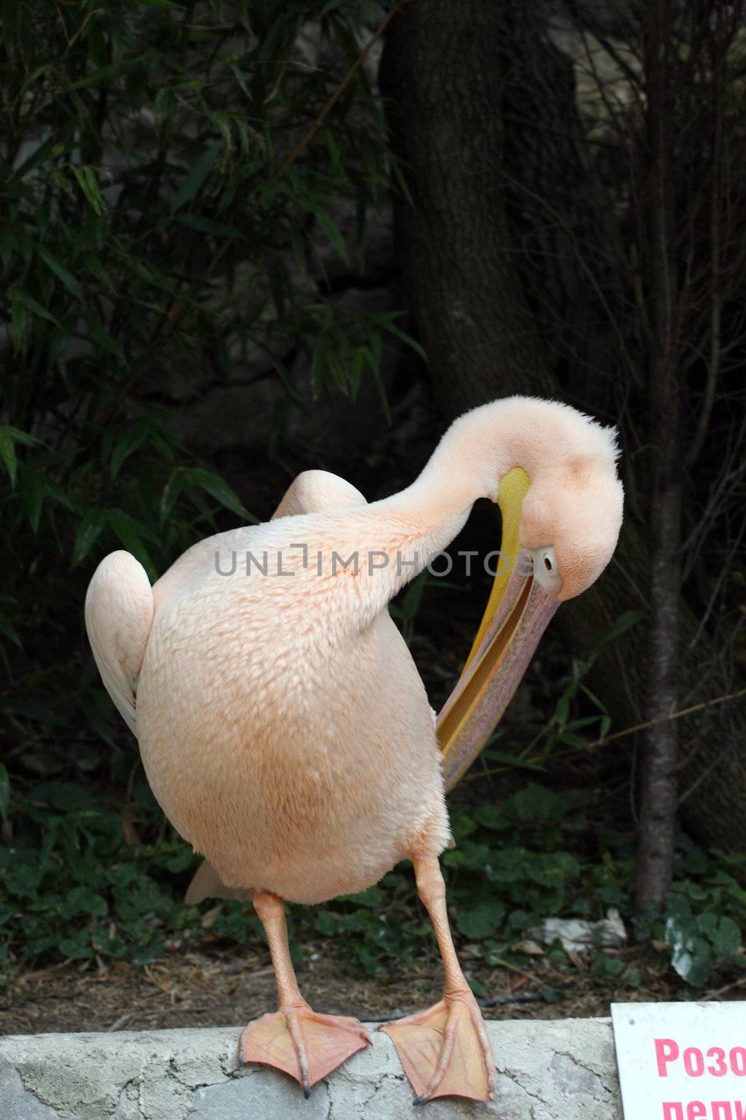 pelican, bird, pink, zoo