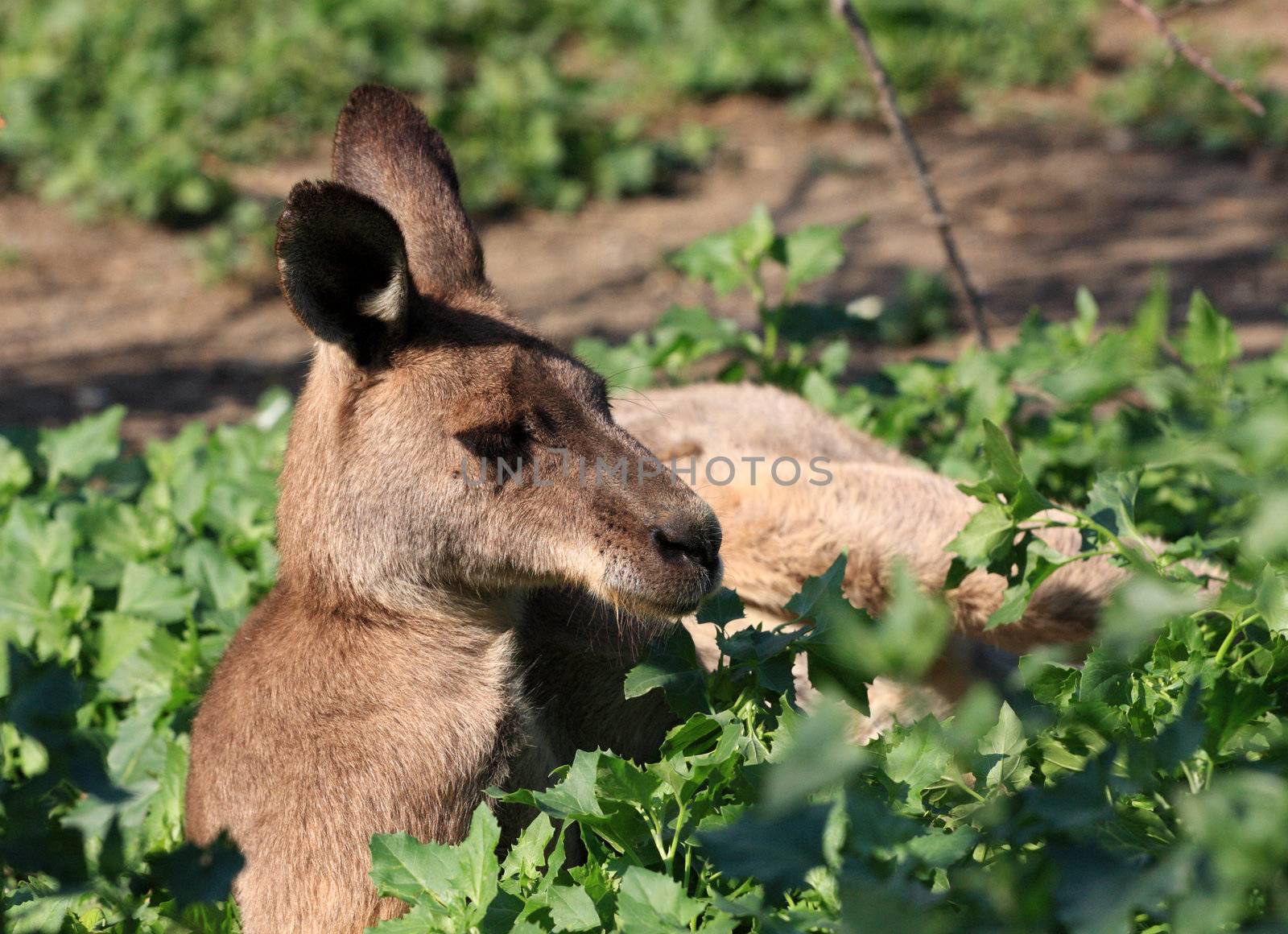 kangaroo, lays, leaves, bush, zoo