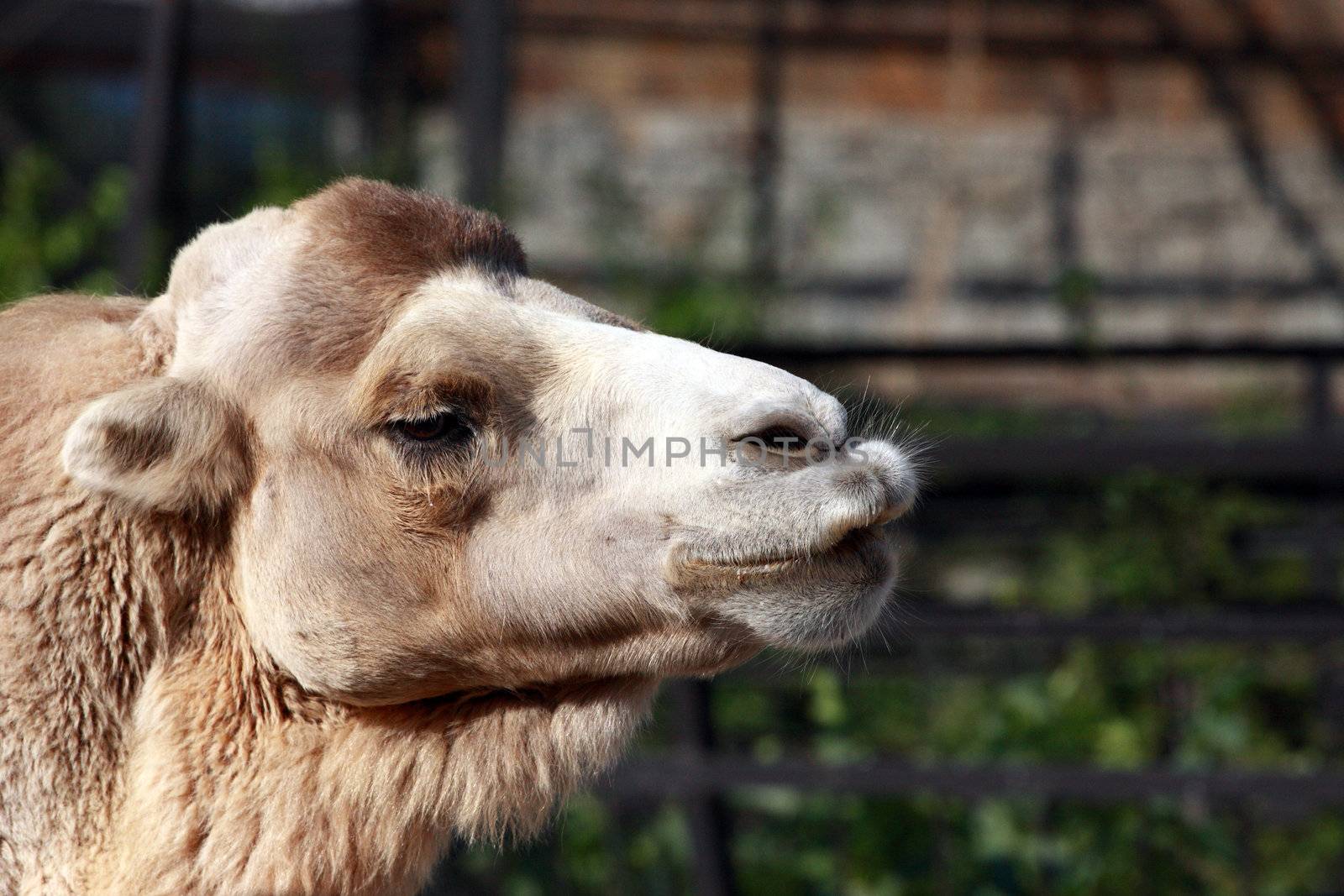 camel by fedlog