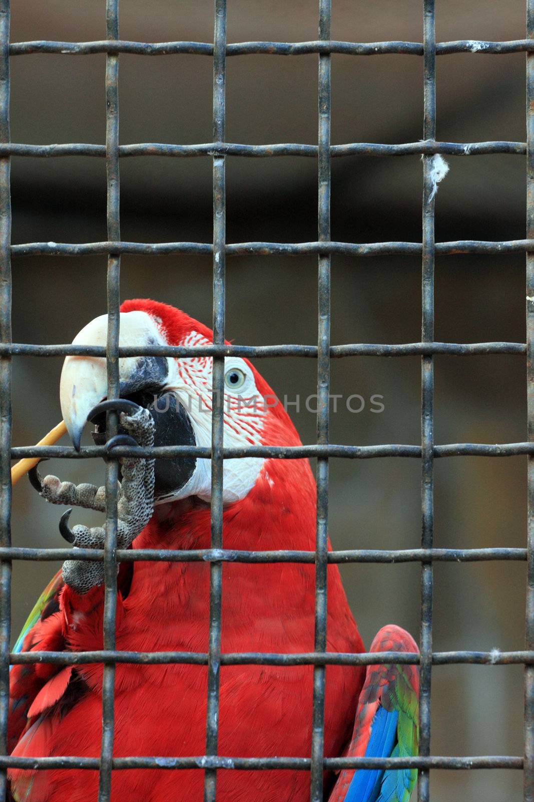 parrot, zoo, bird, cage, looks