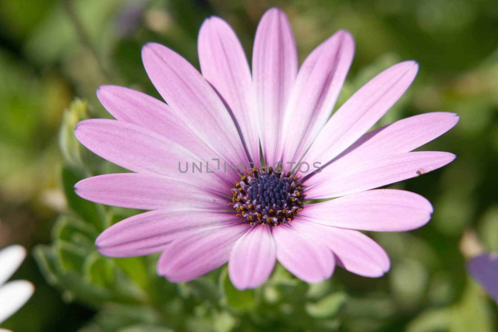 pink flower closeup seasonal and nature concepts