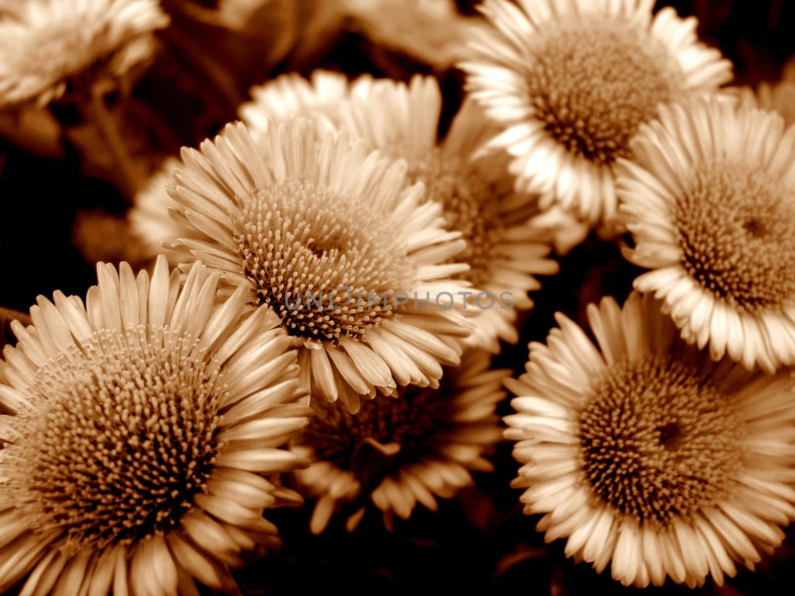 daisies sepia by elvira334