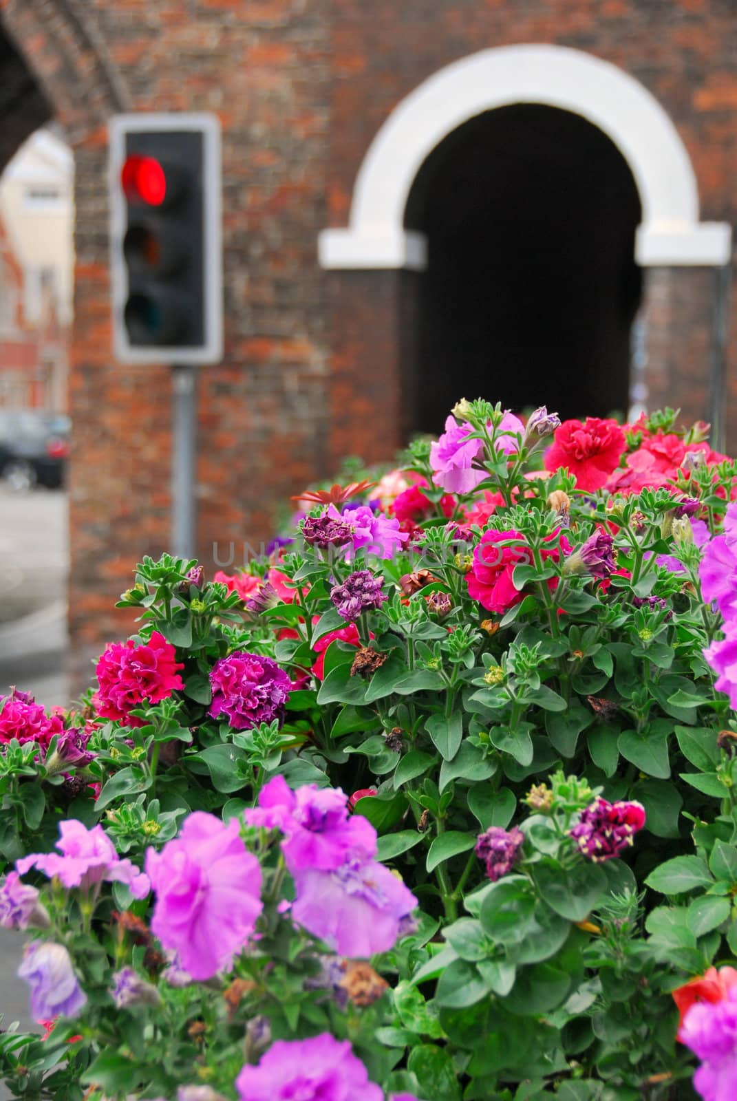 Street lights with flowers i the first plan.