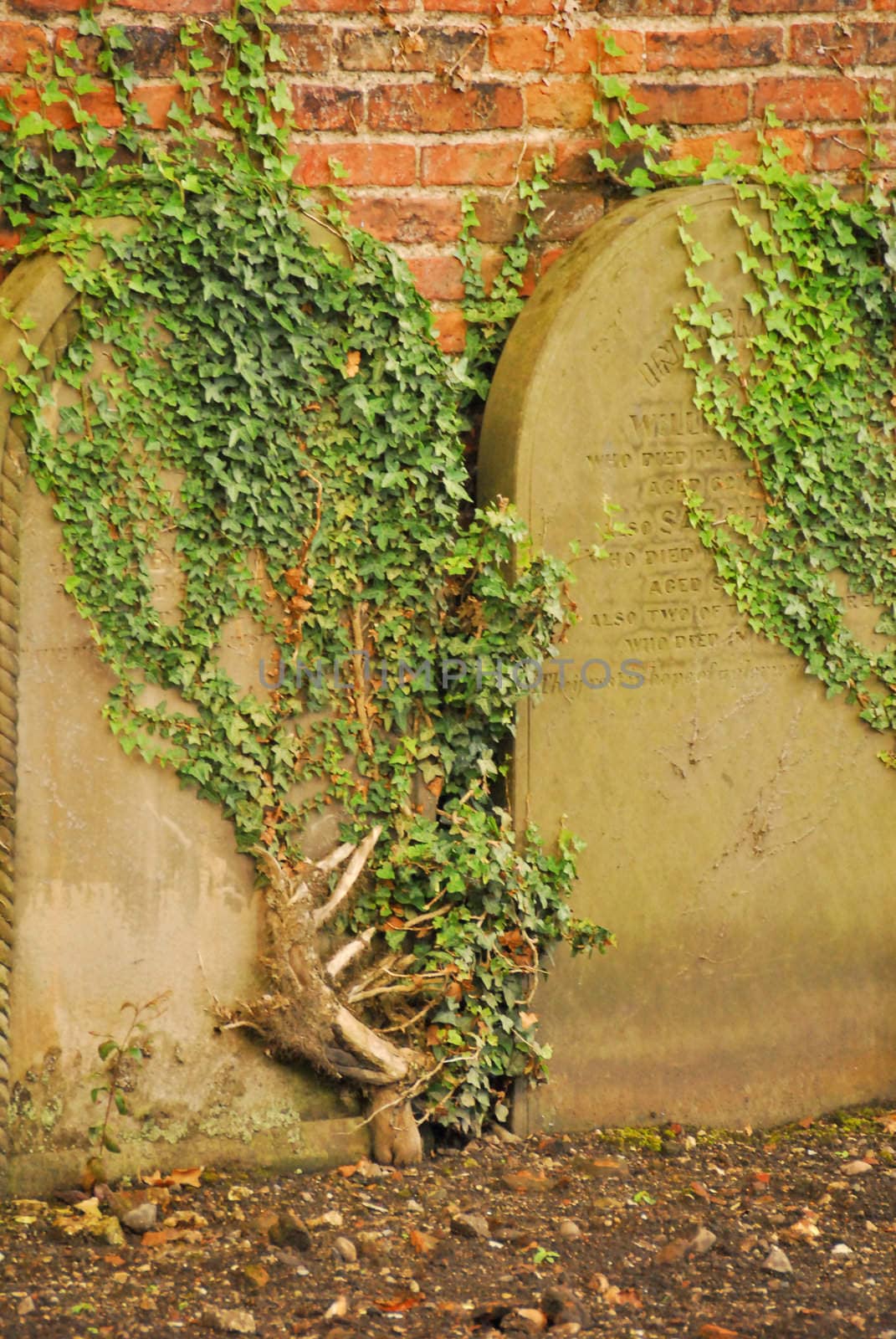Two of many graves were coverd with plants climbing.