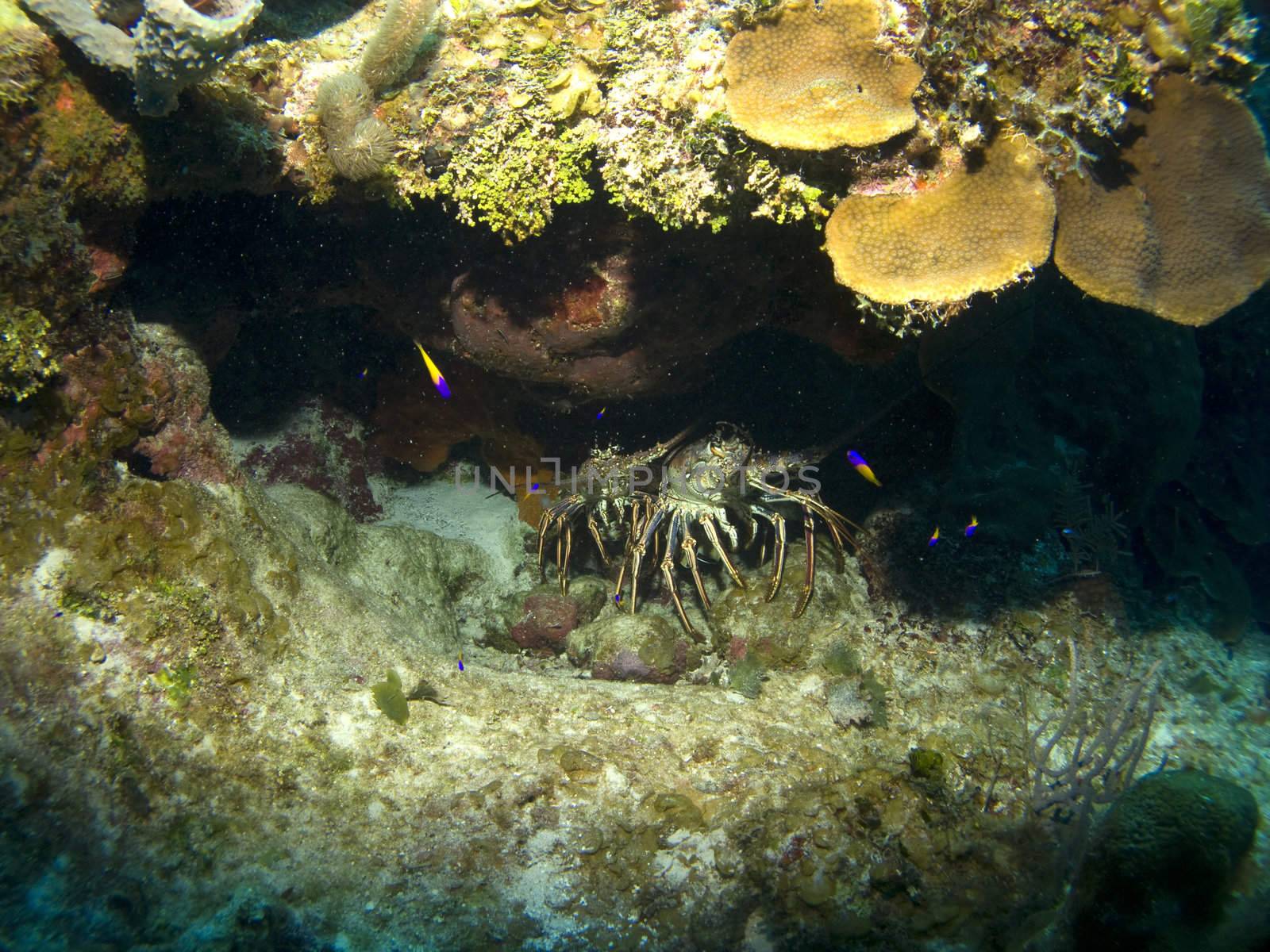 Lobsters hiding in a Cayman Island Reef by KevinPanizza