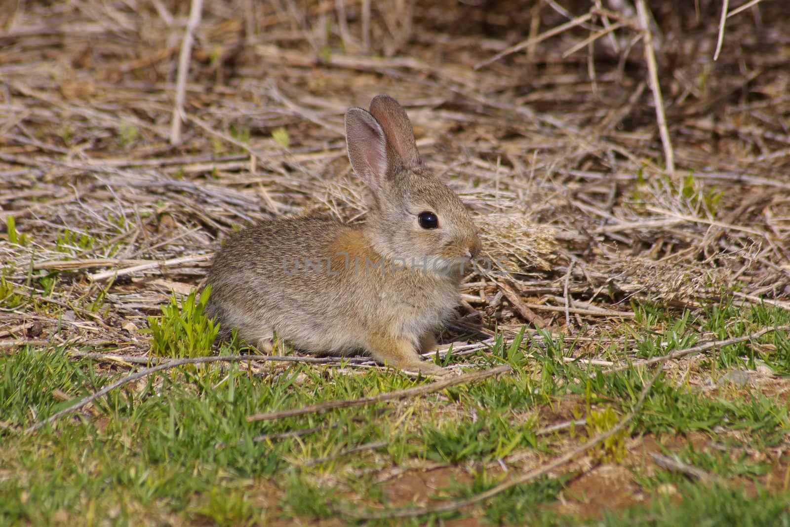 Cottontail bunny in the wilderness