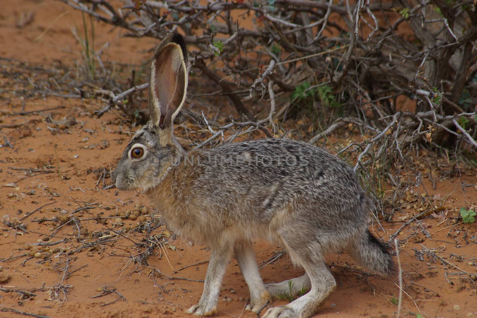 Close-up of a jack rabbit in the desert