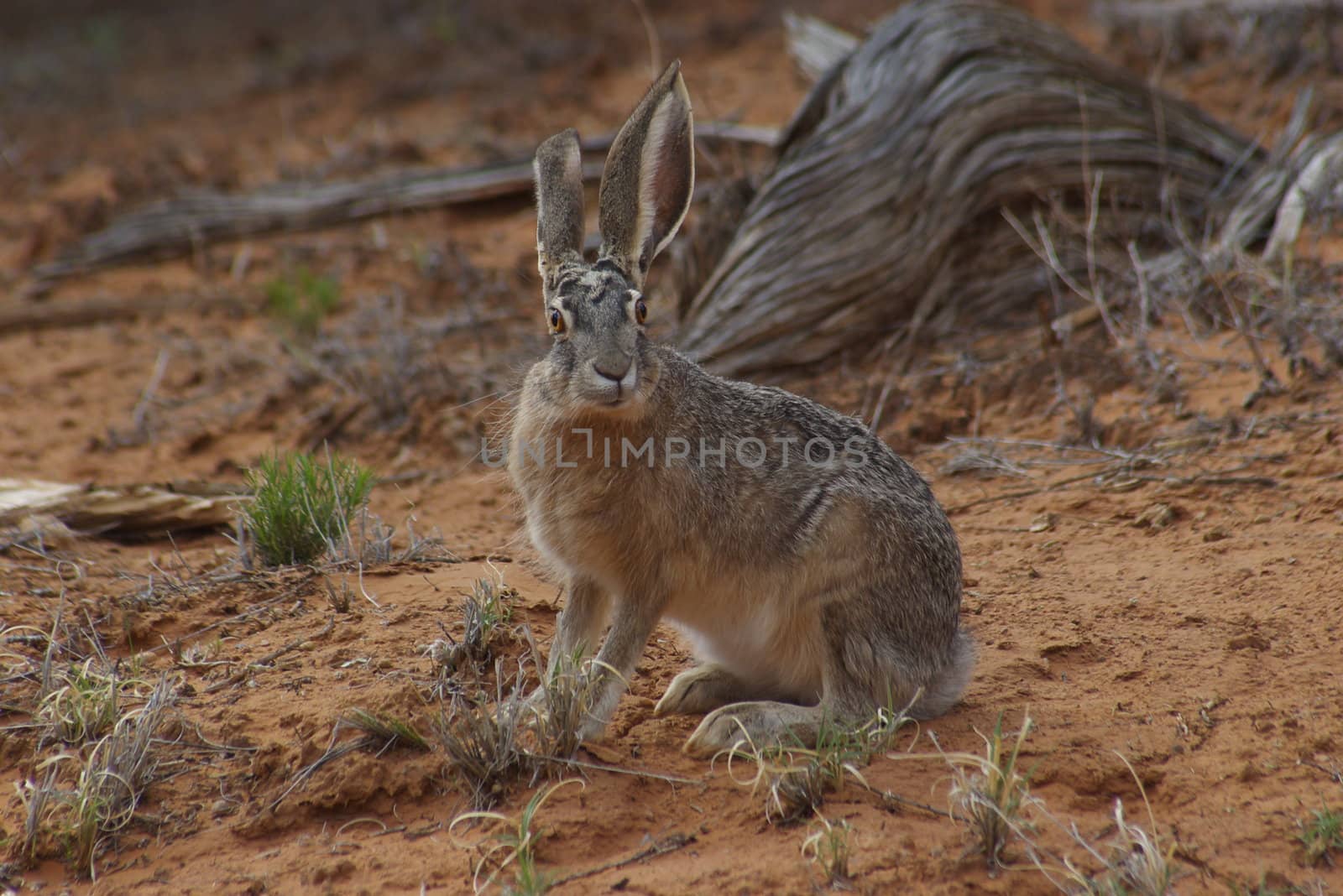 Jack Rabbit C by photocdn39