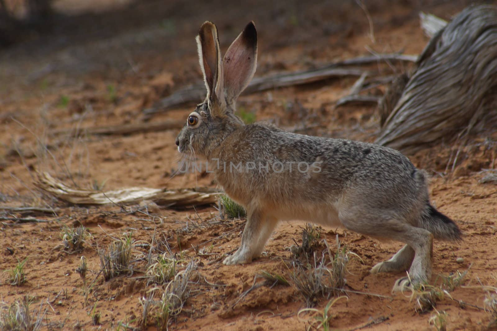 Jack Rabbit D by photocdn39