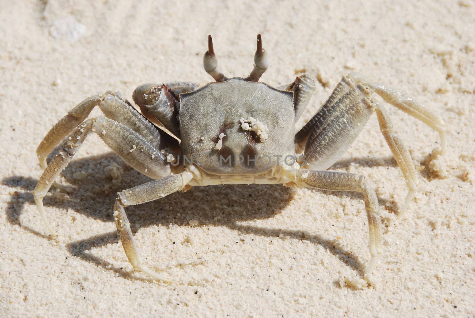 Crab A by photocdn39