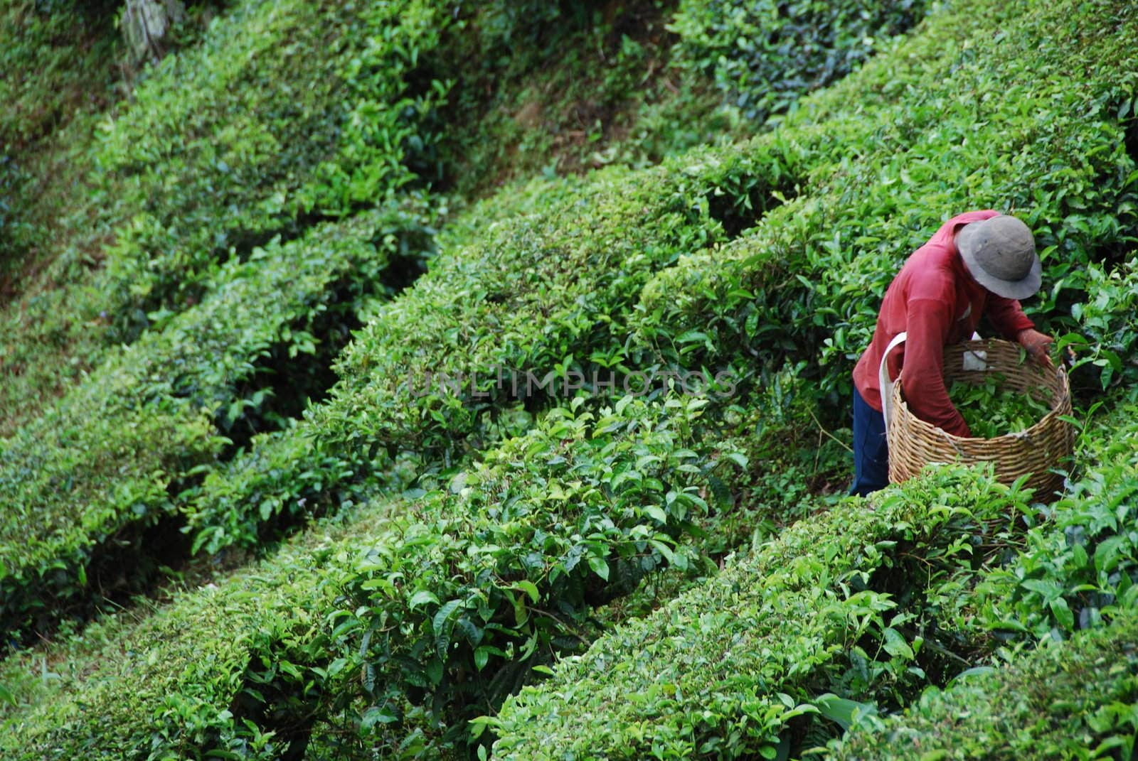 Man picking tea on a farm