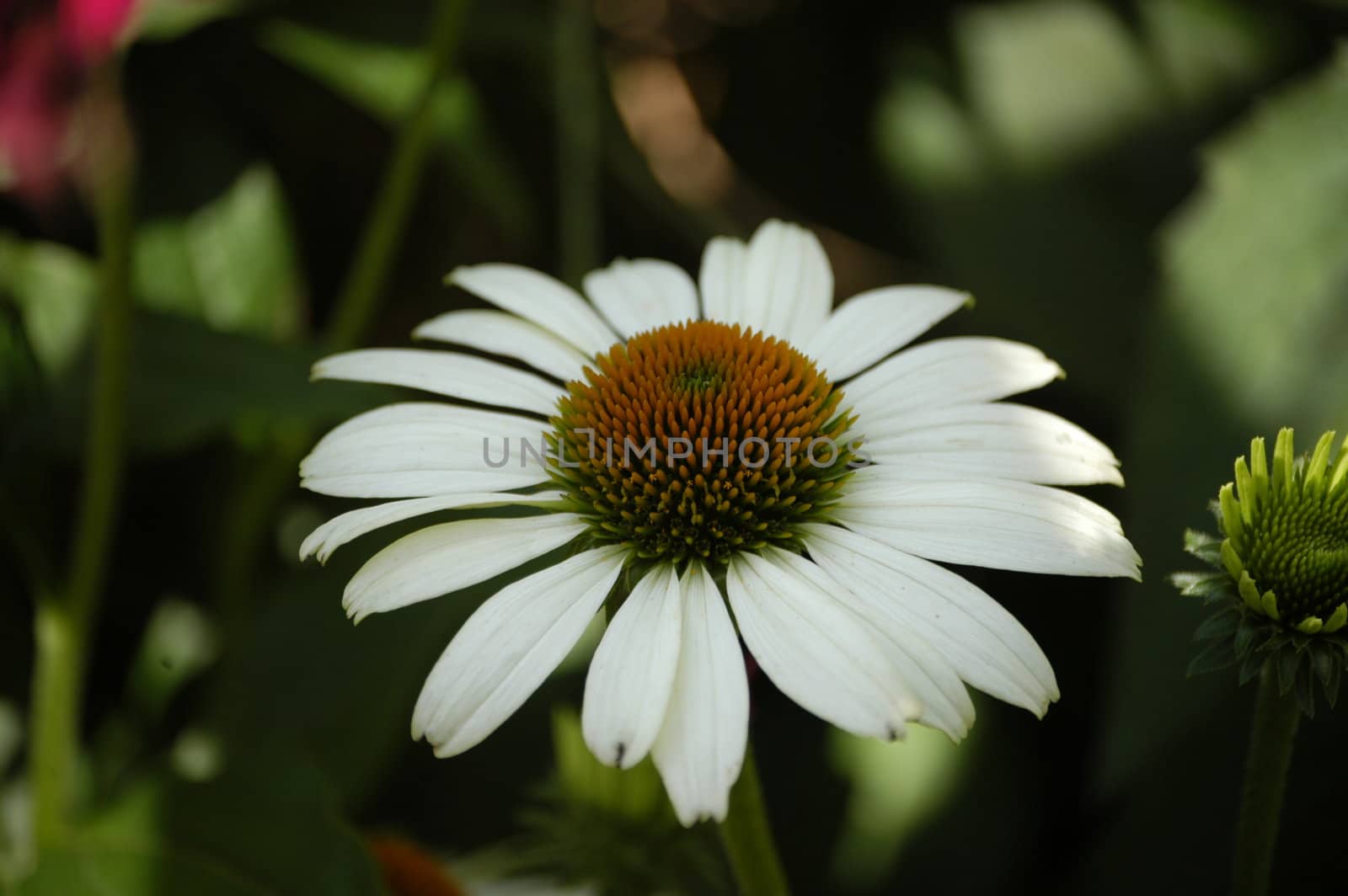 A white daisy seen up close
