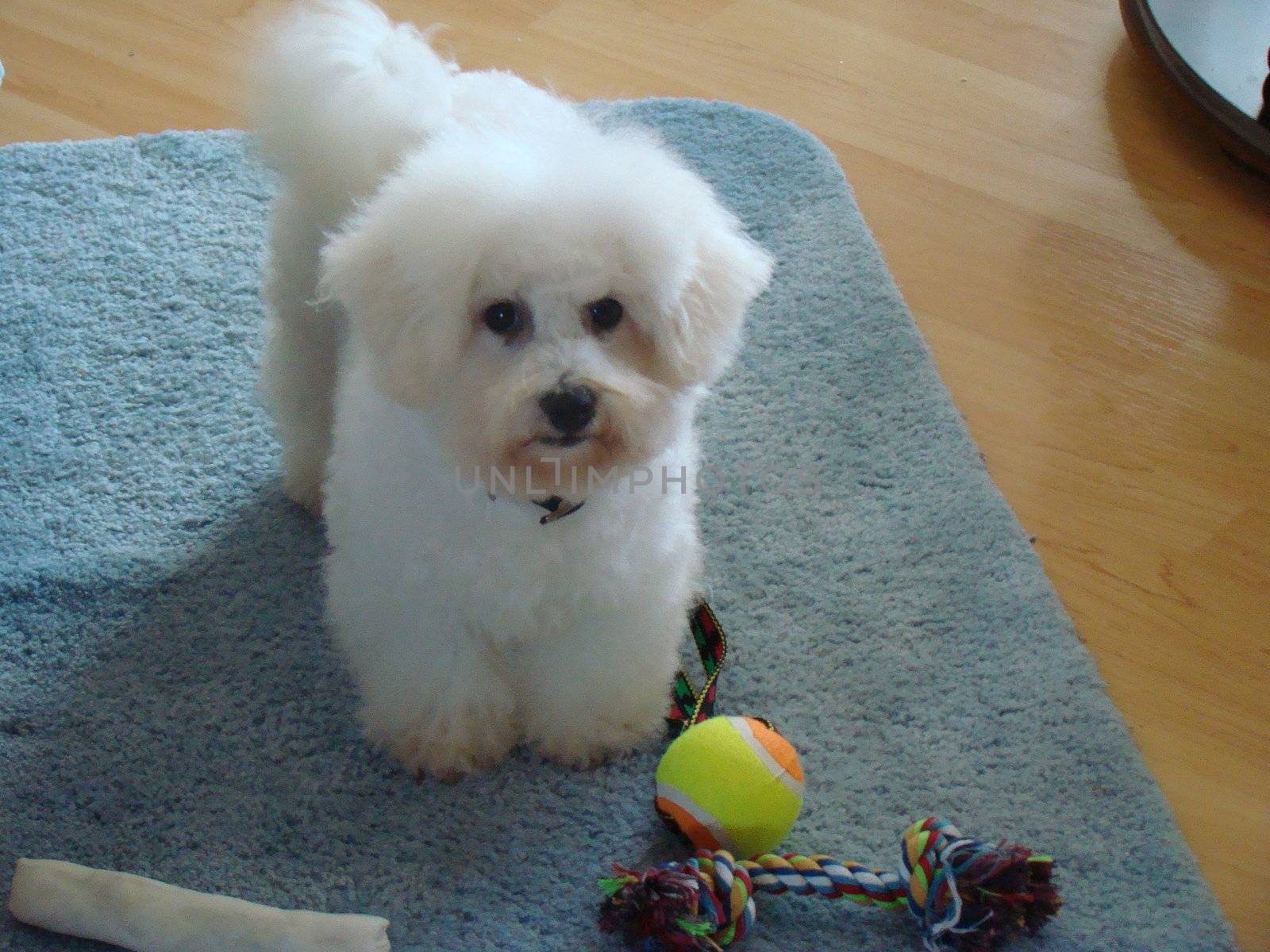 Bichon Frise Puppy by hicster