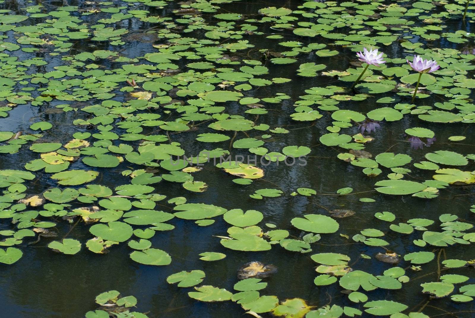 lilly pads by stockarch