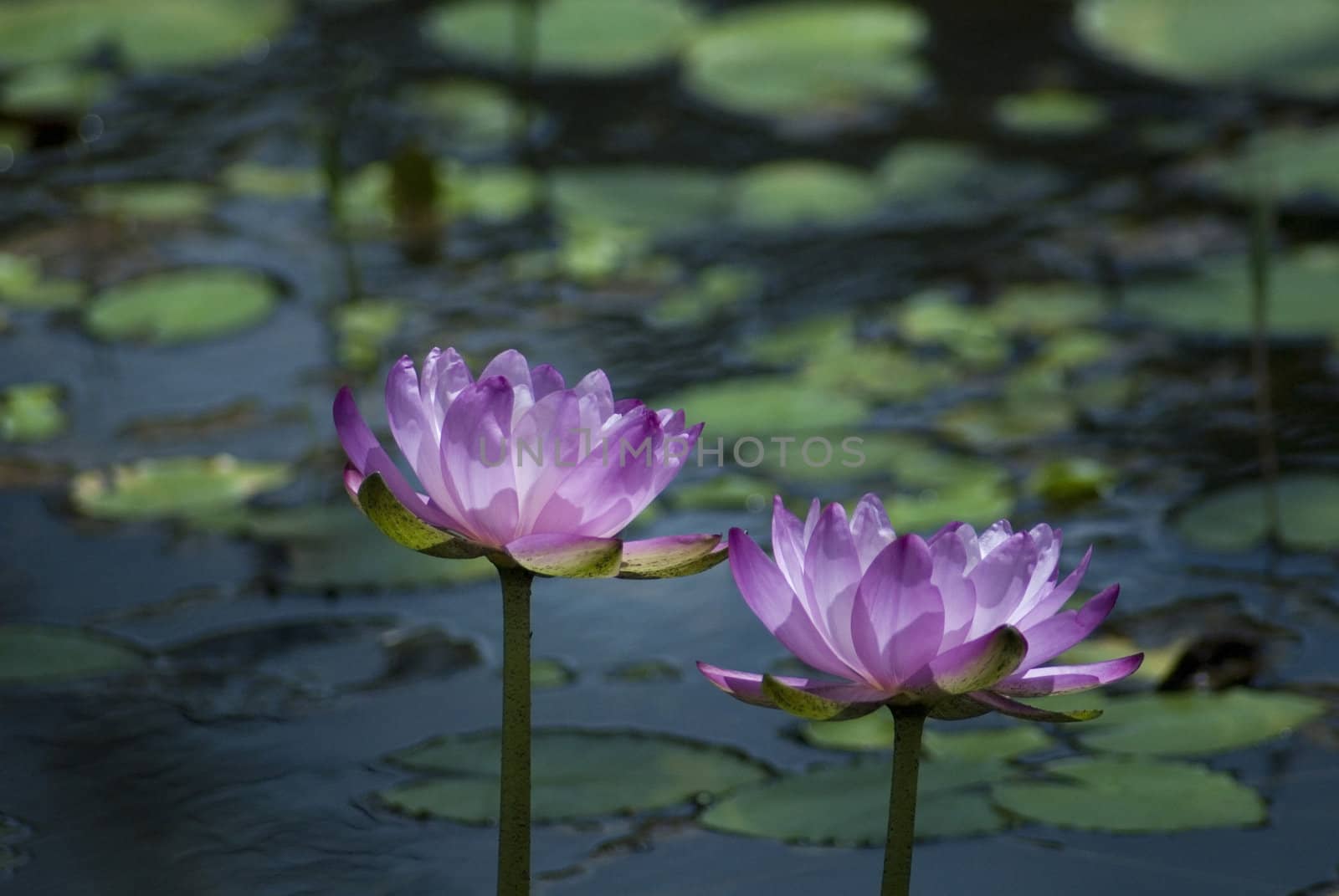 pink lilies by stockarch