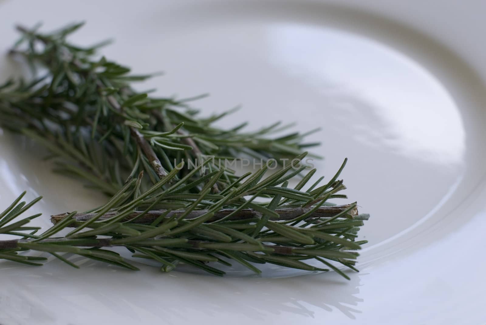 Rosemary (Rosmarinus officinalis), a perennial herb with fragrant evergreen leaves. It is native to the Mediterranean region.