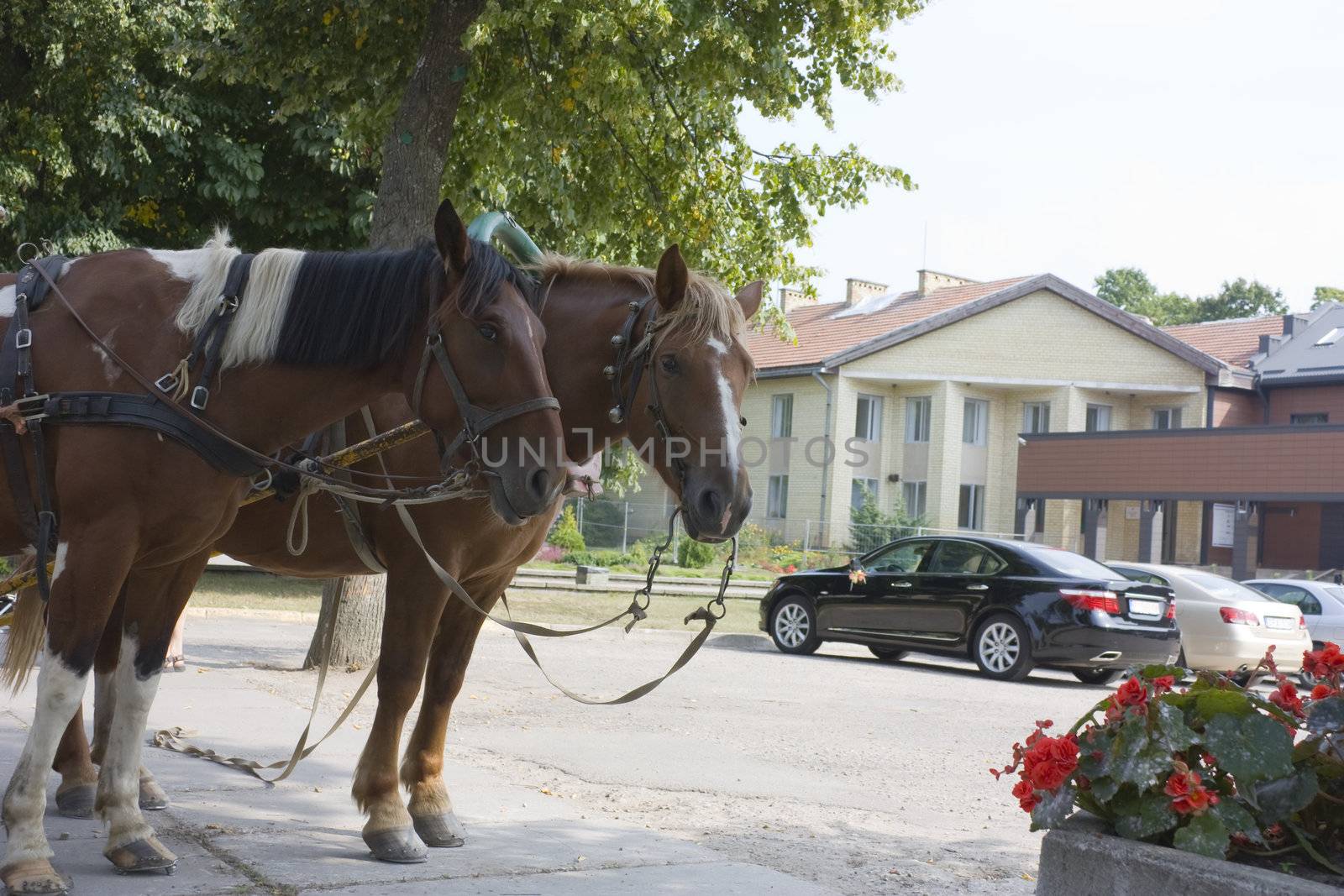 Sleigh horses