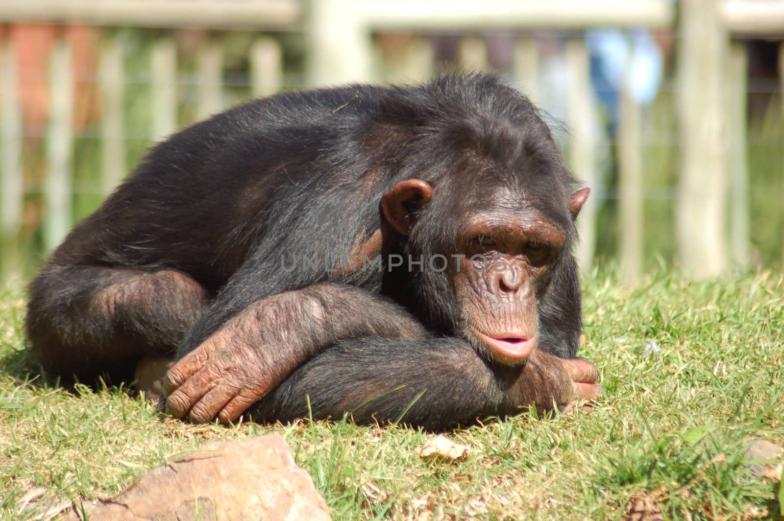 Chimpanzee in a zoo, looking depressed.
