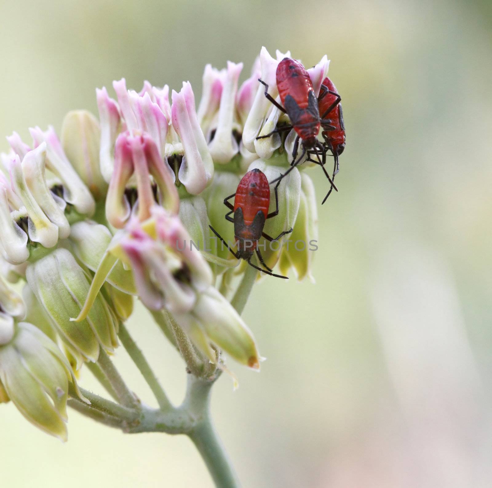 Red beetles crawling on flowers. Great macro shot and lots of detail on the bugs.