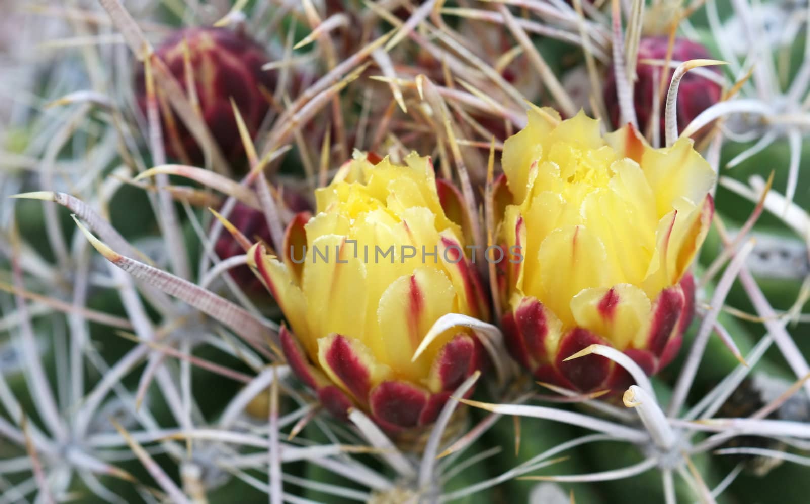 Close up shot of a desert cactus with two flowers blooming. 