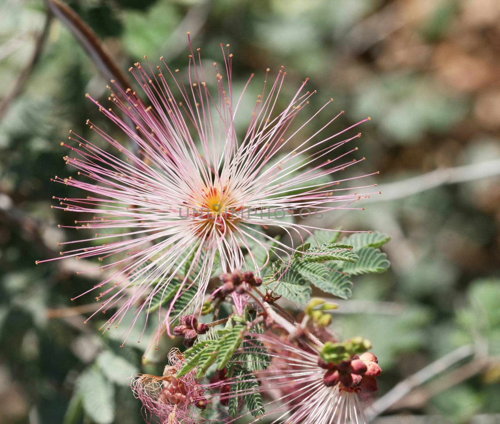 A cool looking desert flower. Macro shot fine detail on the blossom.