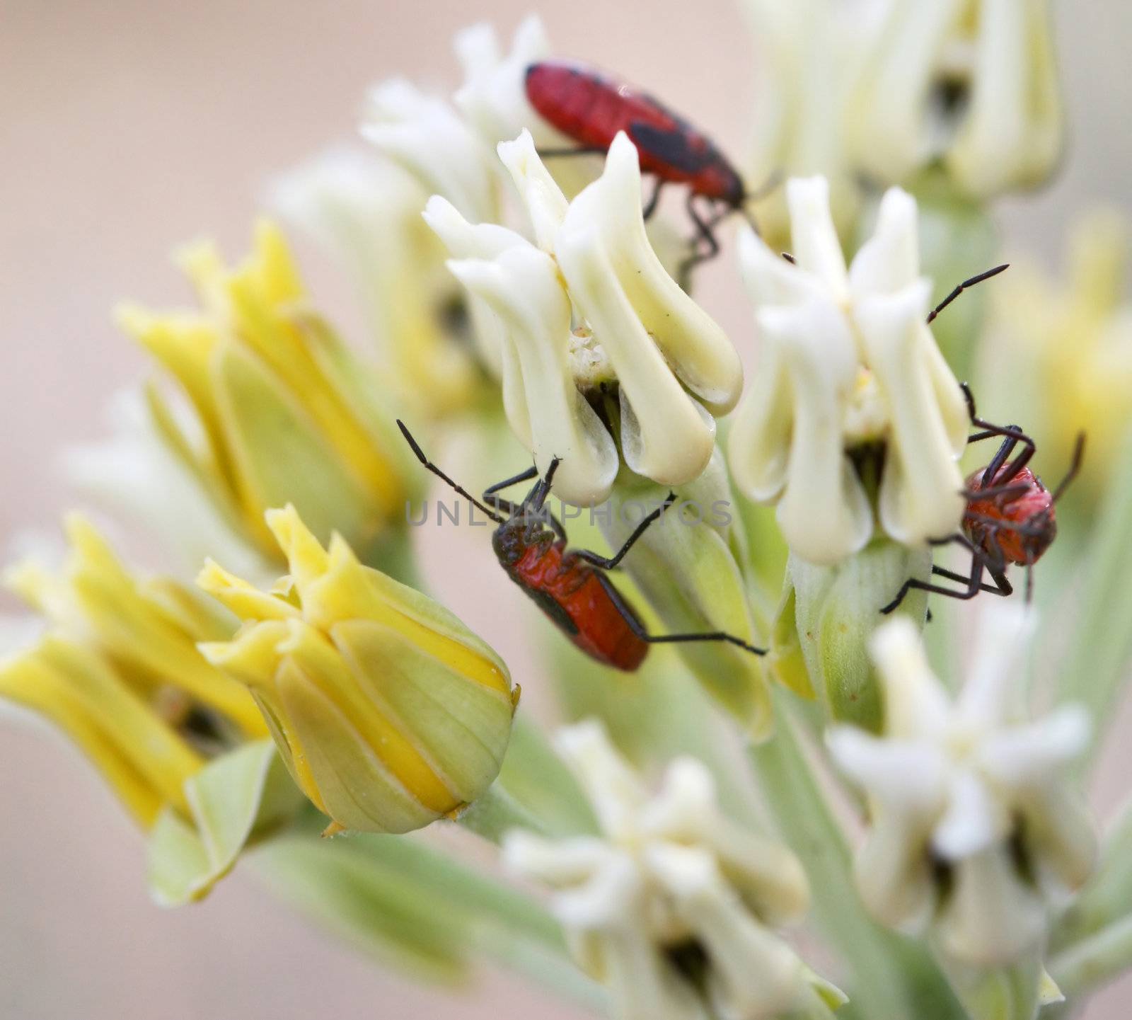 Red beatles crawling on flowers. Great macro shot with Canon 30D