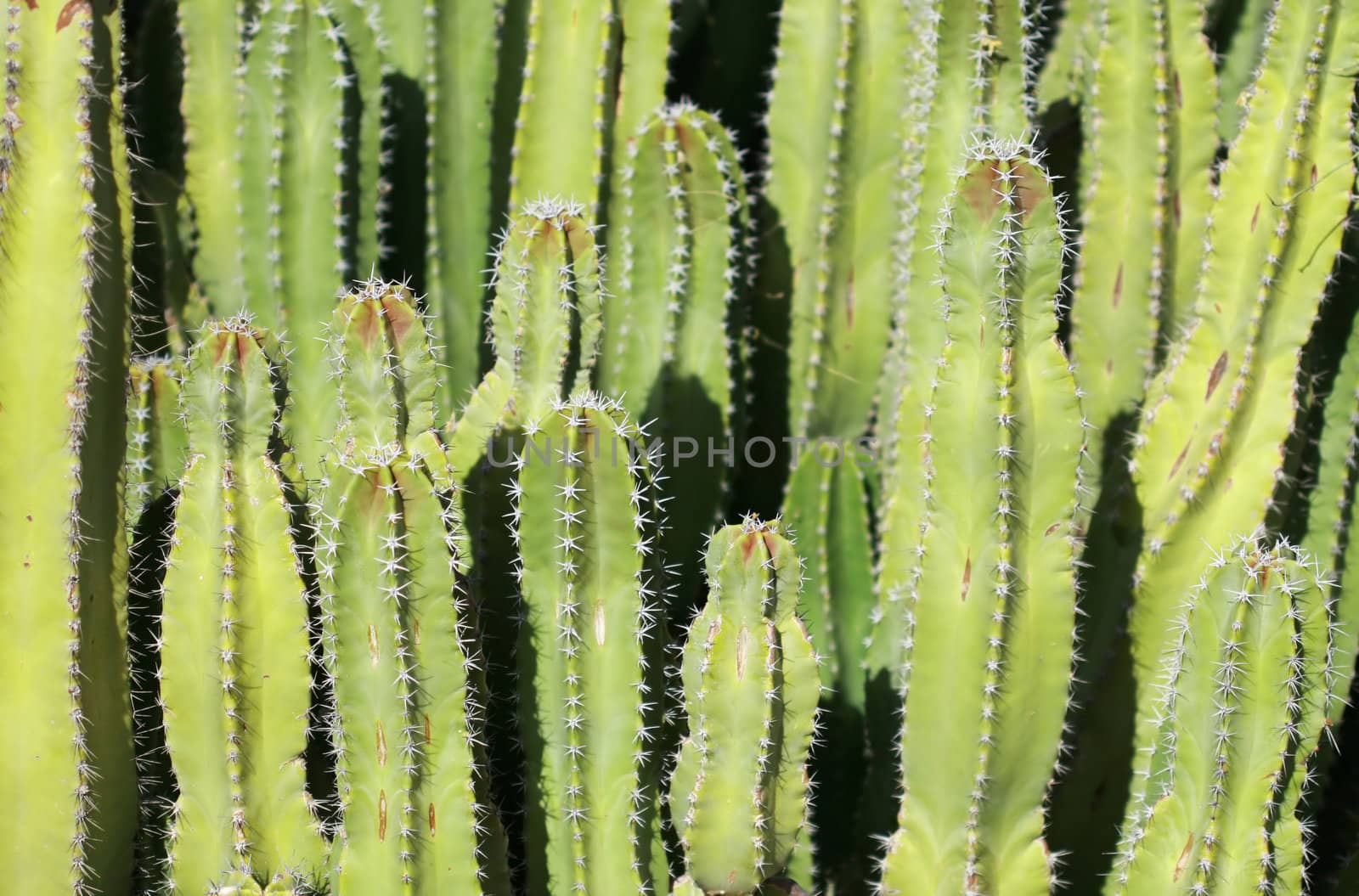 Close up shot of a desert cactus. Great detail in the thorns sticking out. Shot with a Canon 30D and 100mm macro lens