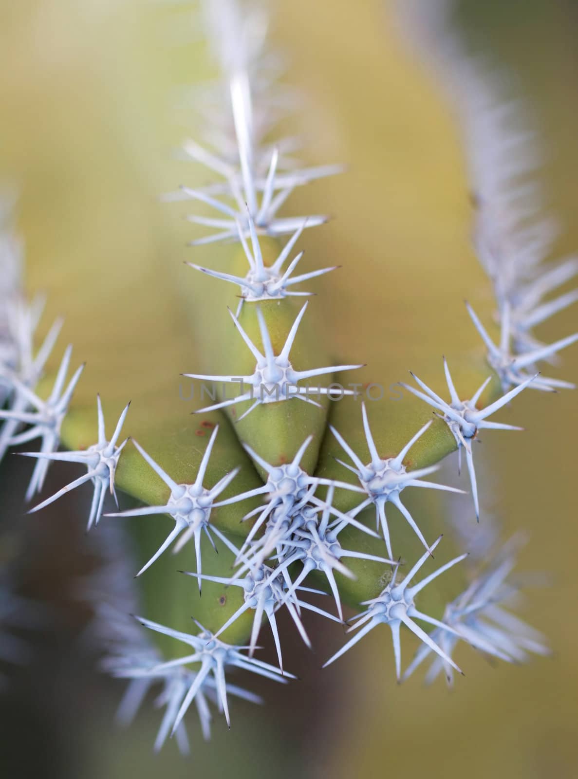 Close up shot of a desert cactus. Great detail in the thorns sticking out. Shot with a Canon 30D and 100mm macro lens