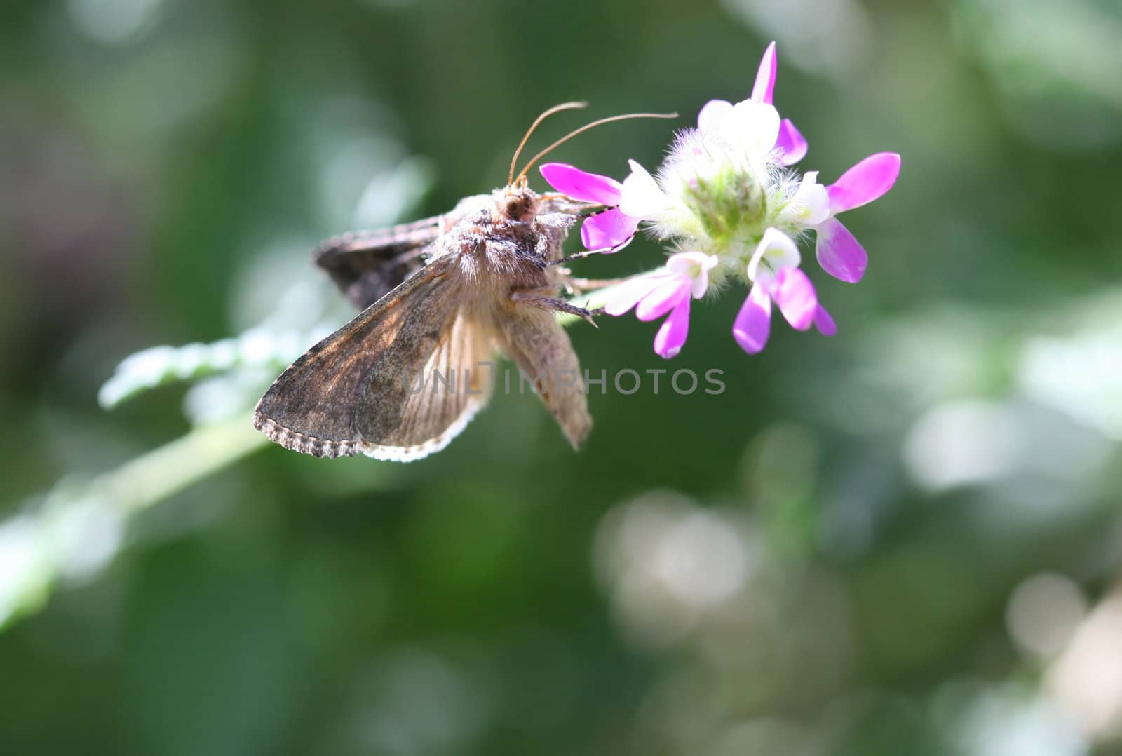 Close Up shot of a butterfly in mid flight feed on a flowers nectar