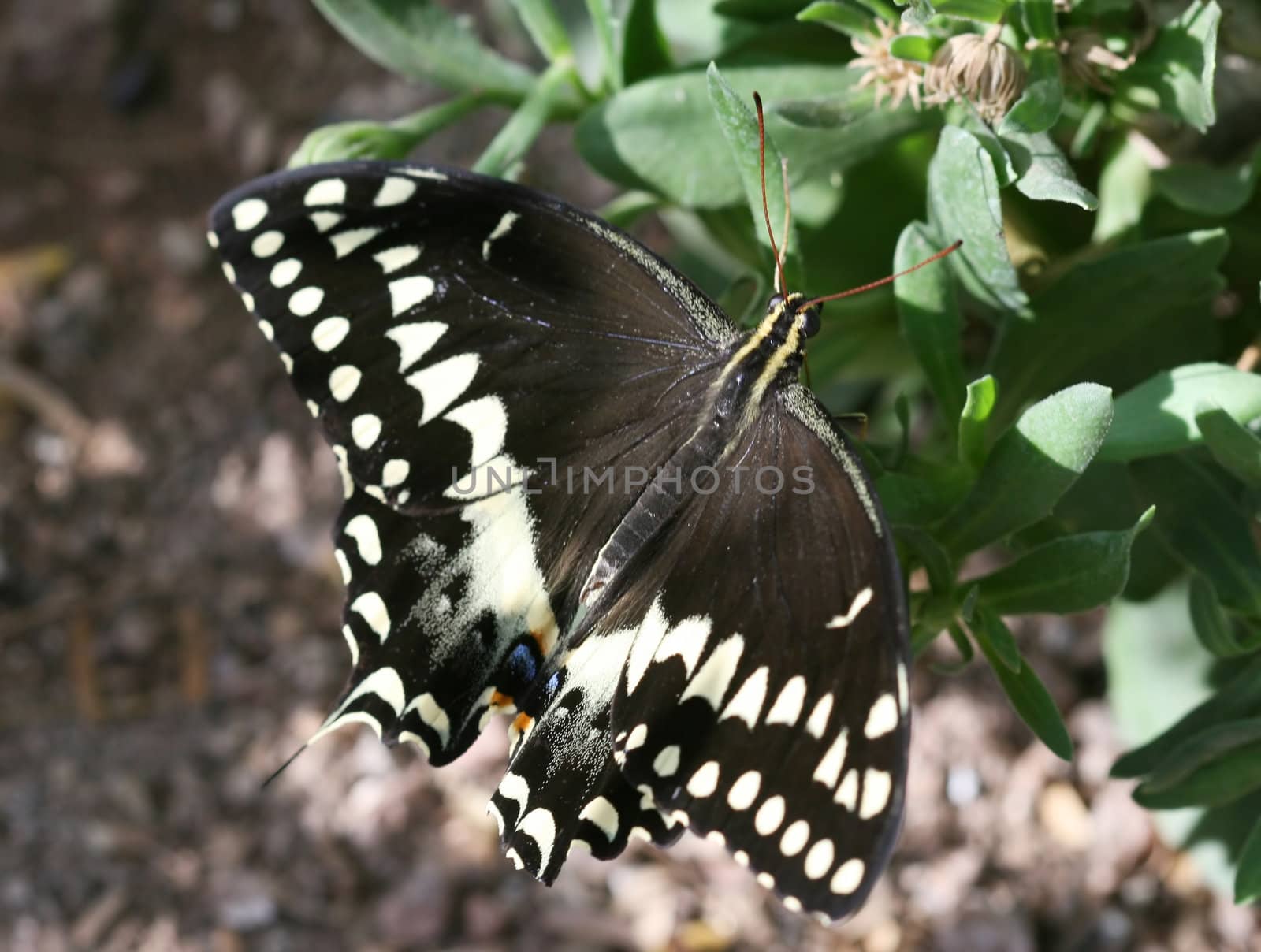 Close Up shot of a butterfly resting on a plant