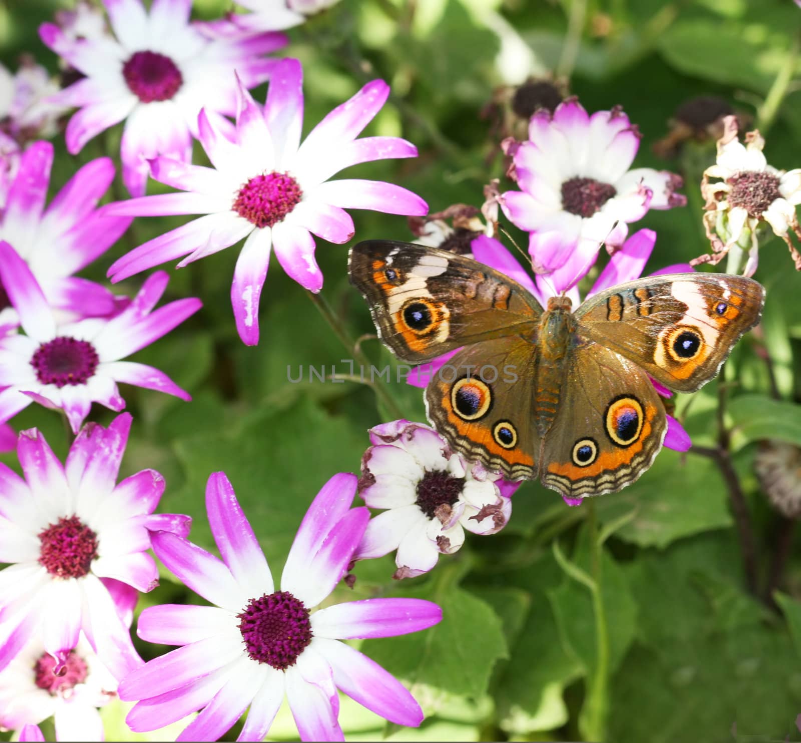 A beautiful buckeye butterfly resting on a flower. (Junonia Coenia). The buckeye is a medium-sized butterfly with two large multicolored eyespots on hindwings and one large eyespot on forewings.