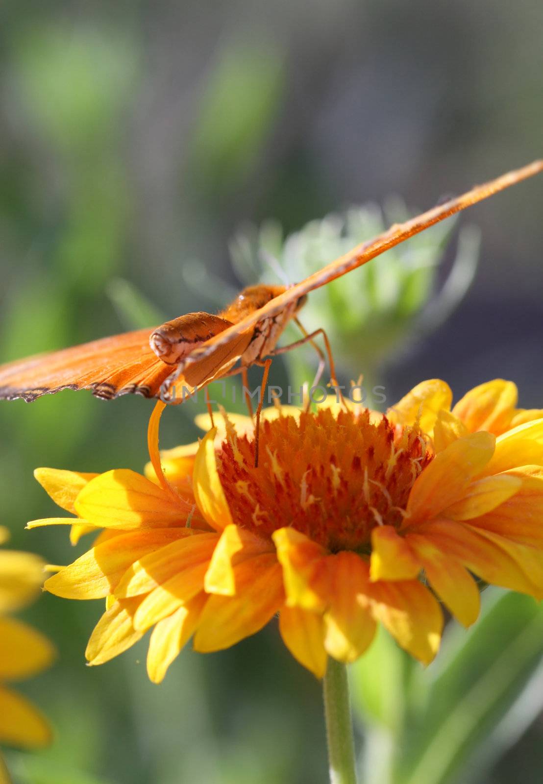 A Julia Longwing Butterfly on a flower. Aft shot