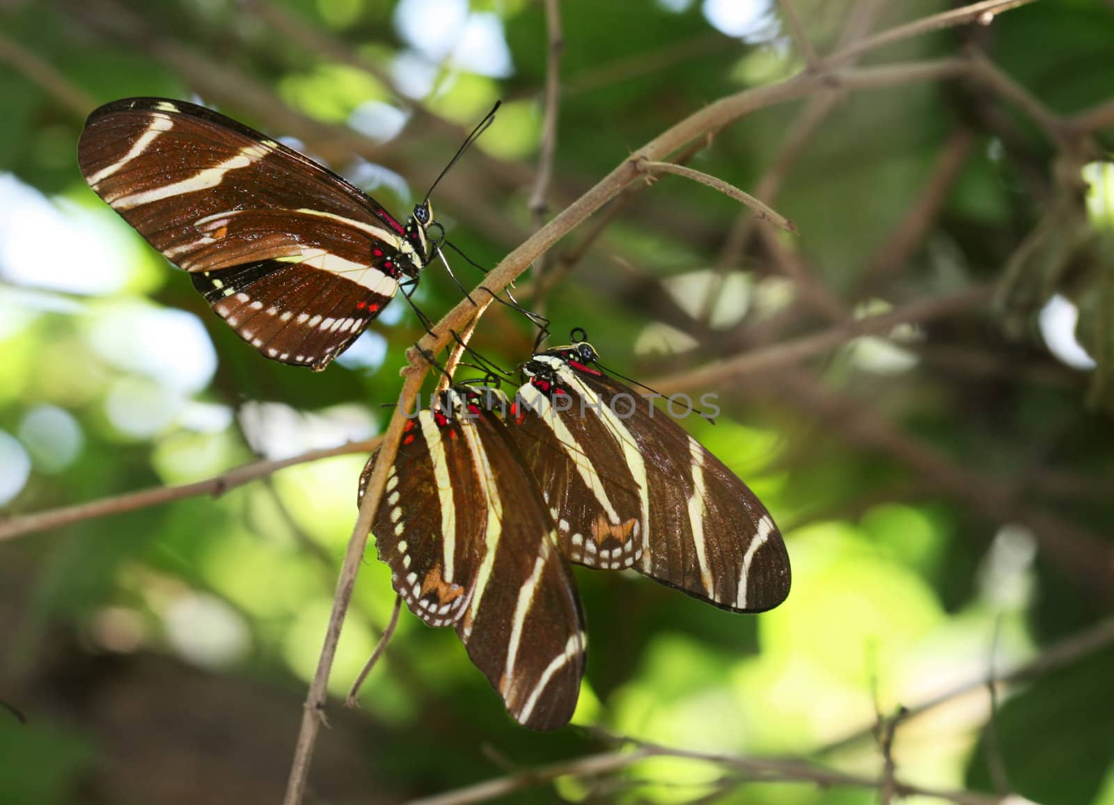 Zebra Longwing butterfly roosting under a tree branch in the desert. ( Heliconius Charitonius)