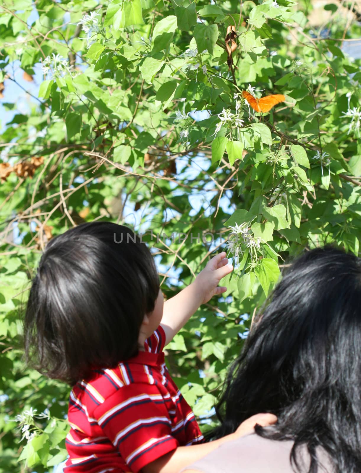 A young boy reaches out to touch a Julia Longwing Butterfly on a tree