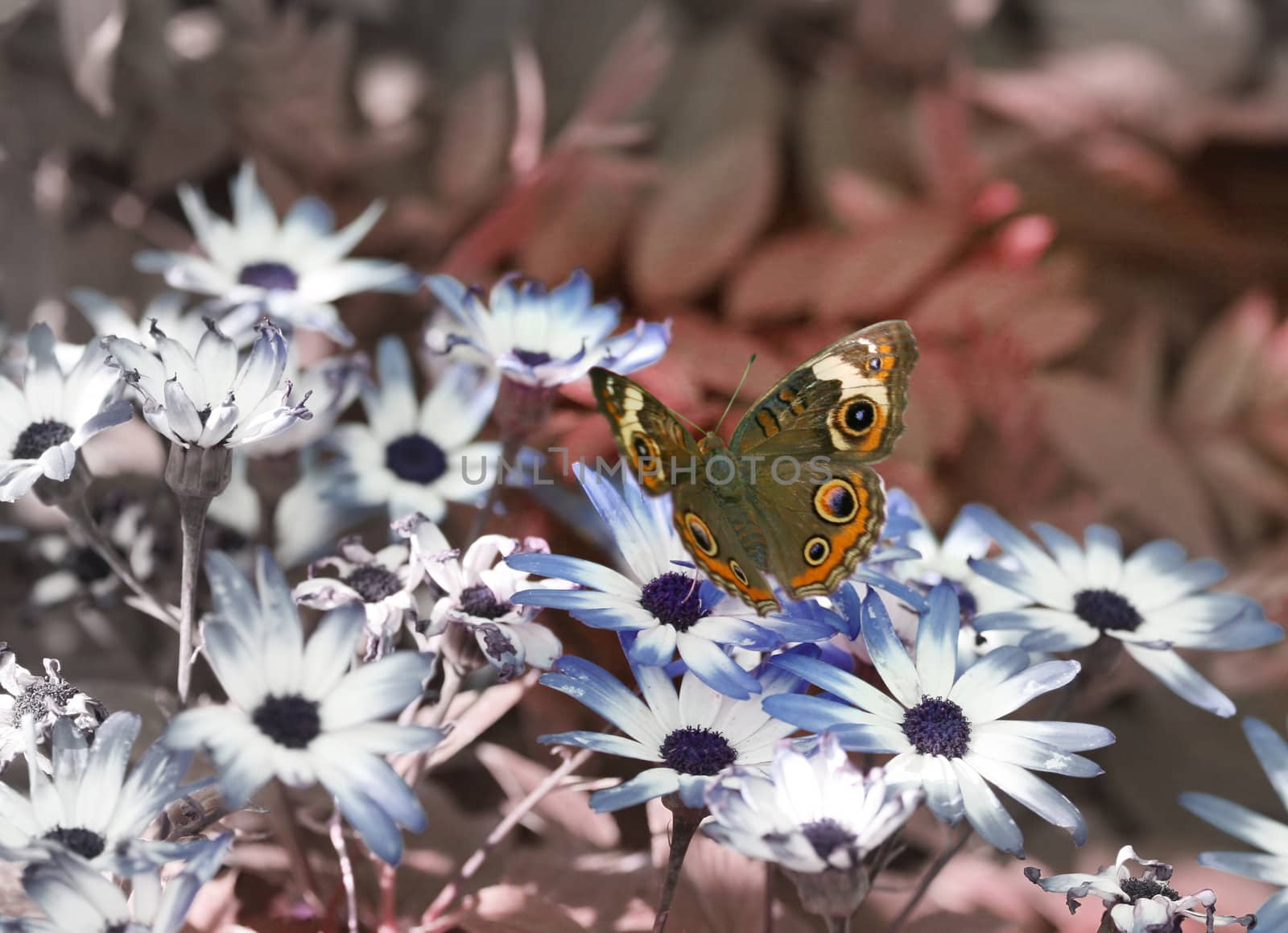 A beautiful buckeye butterfly resting on a flower. (Junonia Coenia). The buckeye is a medium-sized butterfly with two large multicolored eyespots on hindwings and one large eyespot on forewings.