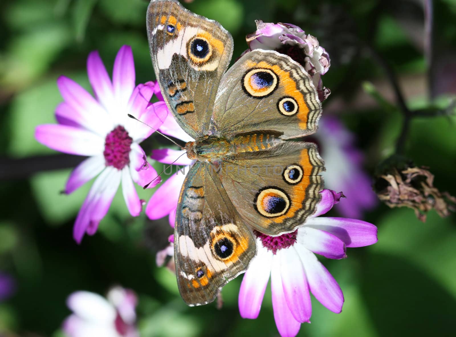 A beautiful buckeye butterfly resting on a flower. (Junonia Coenia). The buckeye is a medium-sized butterfly with two large multicolored eyespots on hindwings and one large eyespot on forewings.