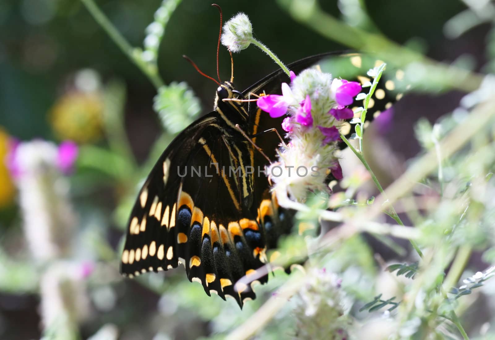  Buckeye butterfly by deserttrends