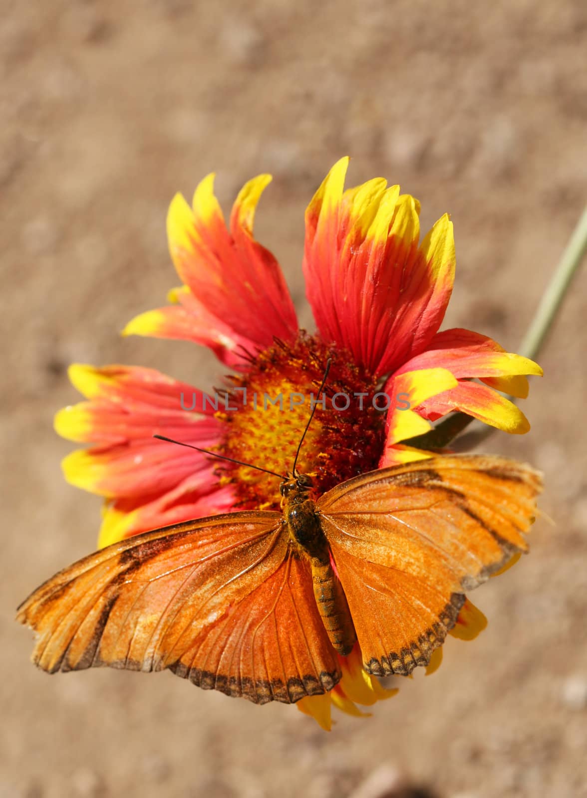A Julia Longwing Butterfly on a flower