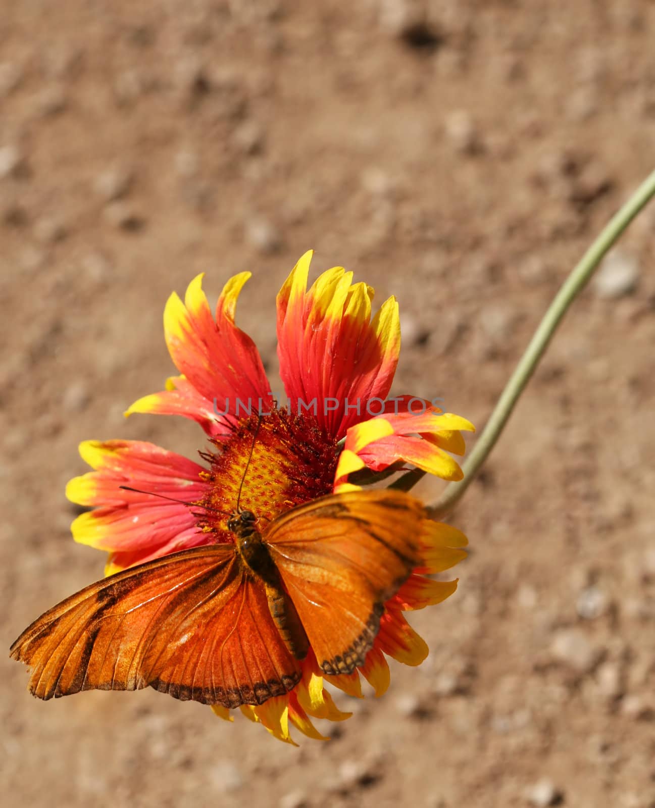 Julia Longwing Butterfly by deserttrends