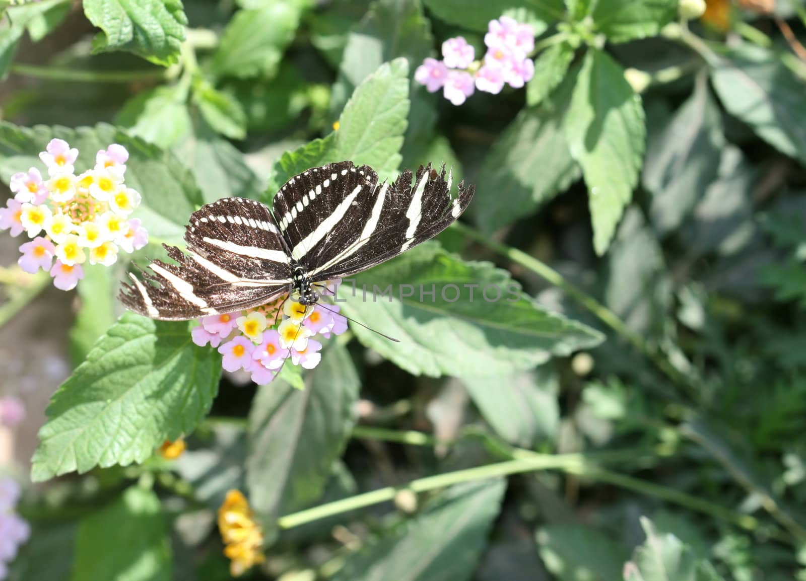 Zebra Longwing butterfly sitting on flowers. (Heliconius Charitonius)